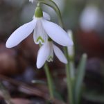 Galanthus nivalis